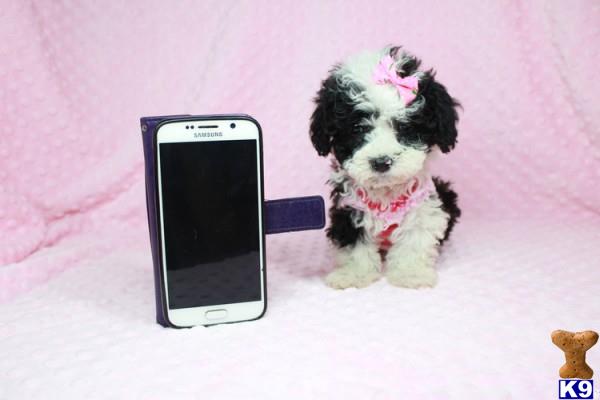 lvpuppyheaven Picture 1
